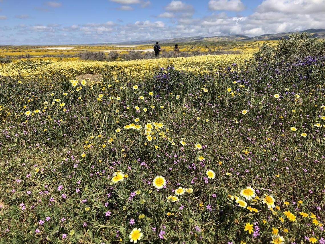 Fields of wildflowers stretch nearly as far as the eye can see in the Carrizo Plain National Monument in eastern San Luis Obispo County.