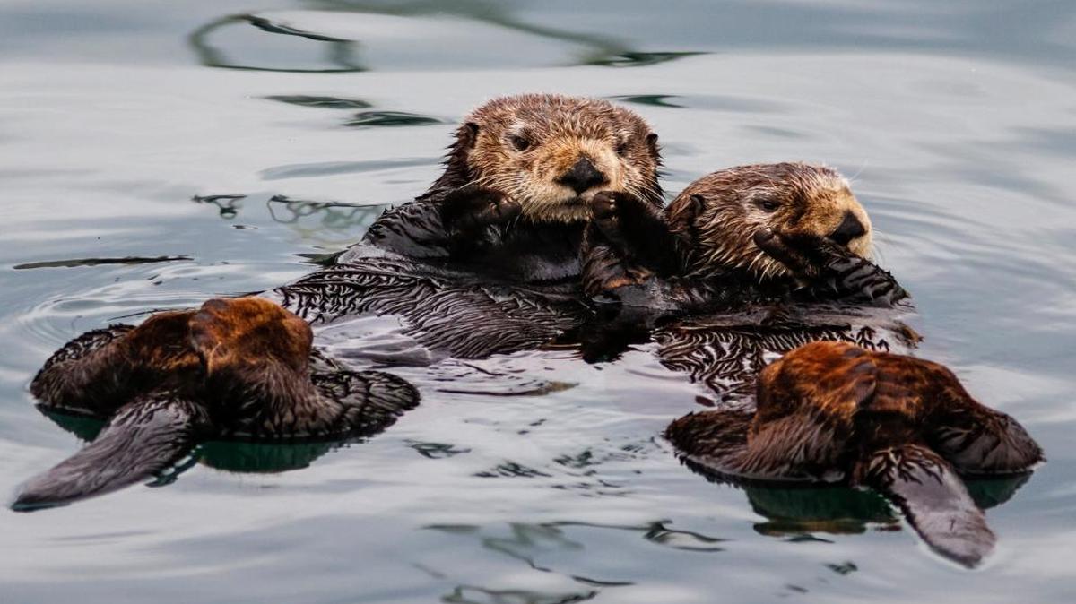 A pair of sea otters hold hands while they float inside the Morro Bay harbor. The sea mammals are the subject of the Sea Otter Experience, Monday at Morro Rock in Morro Bay.