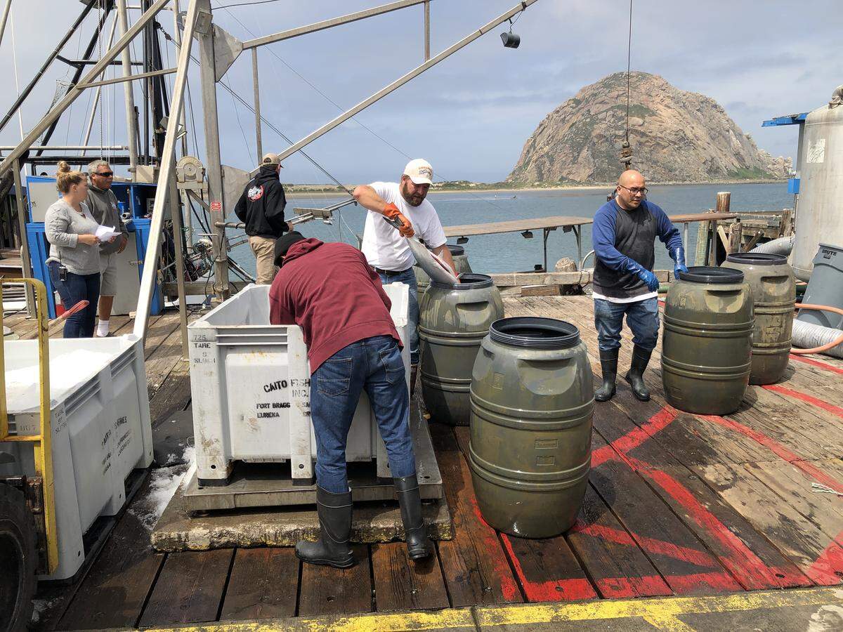 Fishermen unload salmon in Morro Bay with a view of the Rock in the background.