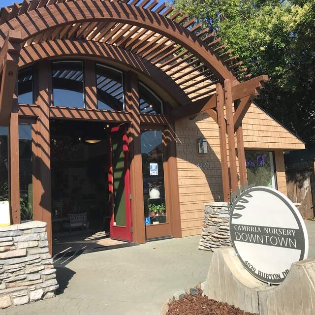 Cambria nursery, shop opens downtown with plants, home goods | San Luis ...