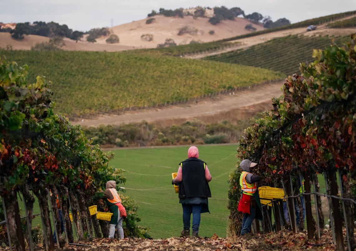 Workers harvest pinot noir grapes at a vineyard in Arroyo Grande.