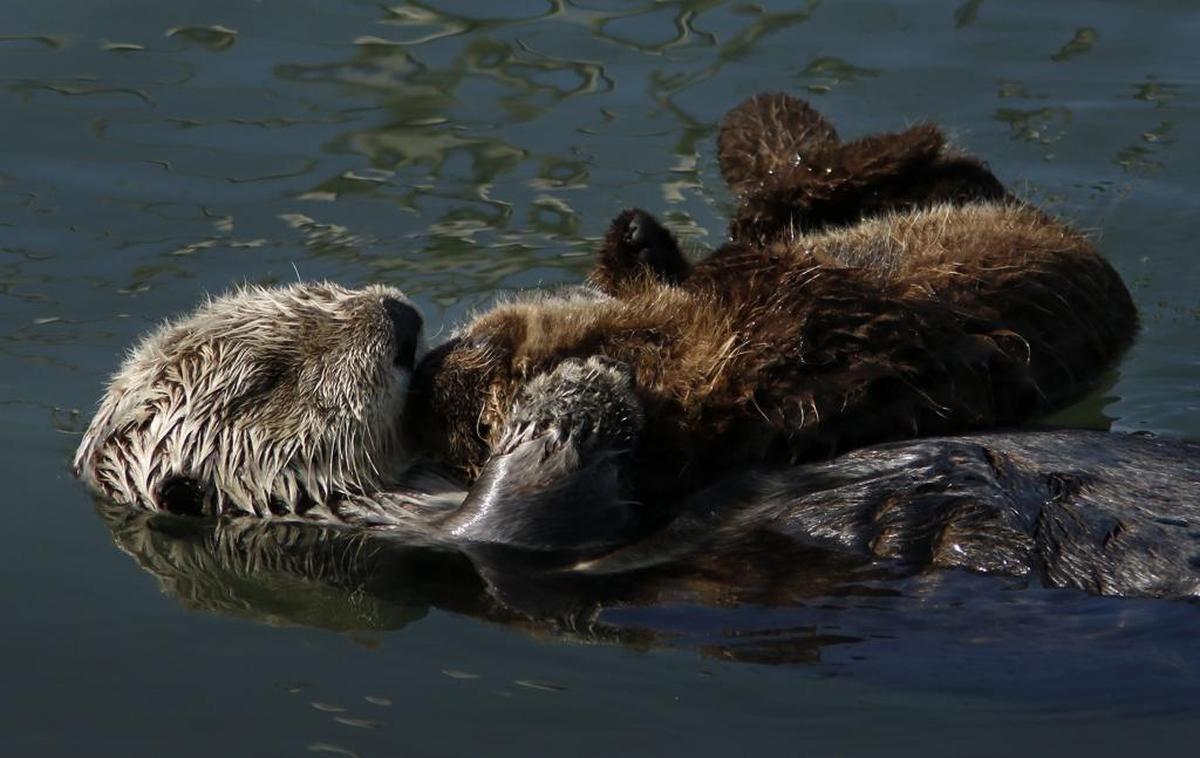 Docents from Morro Bay State Park Museum of Natural History will have an otter information station and spotting scopes out Saturday near Morro Rock.