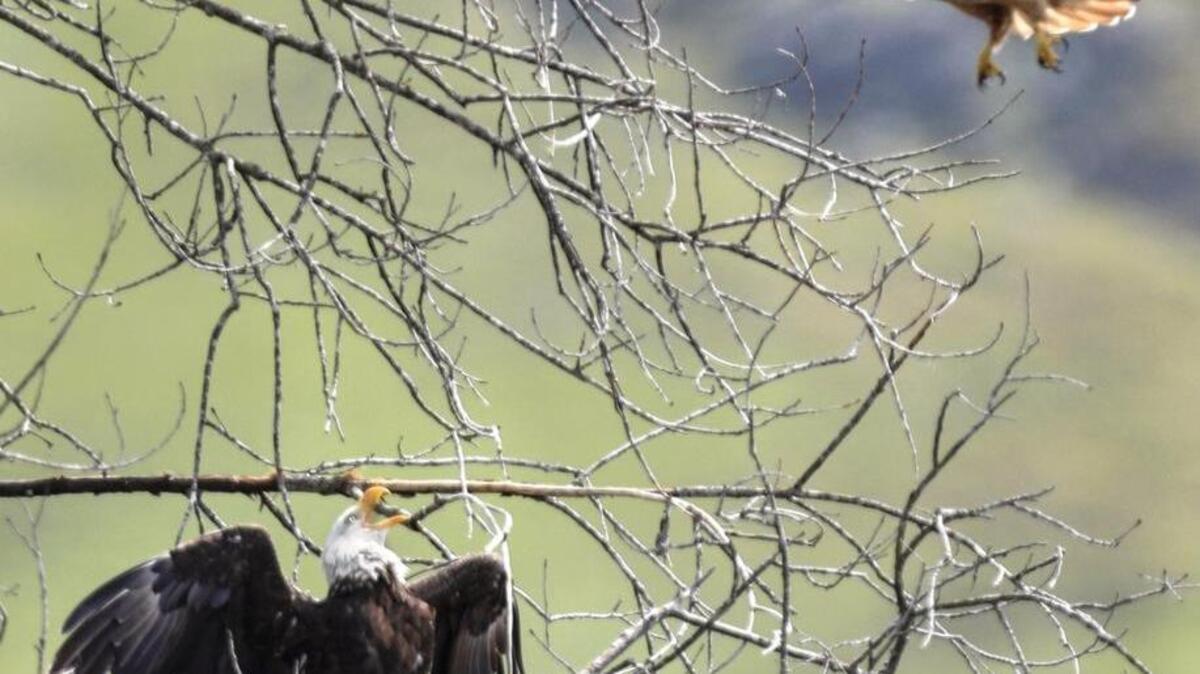 Tribune photographer David Middlecamp won an award for best feature photo for this image of a bald eagle finding a perch in a cottonwood tree near Orcutt Road. A red tailed hawk took offense and occasionally divebombed the eagle.