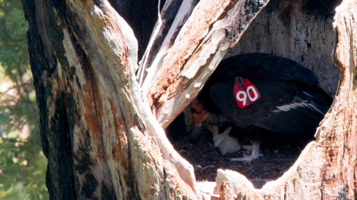 Pigwidgeon nurtures his condor chick in a hollowed-out redwood tree nest in Big Sur. The chick was one of eight to fledge in the wild in 2024.