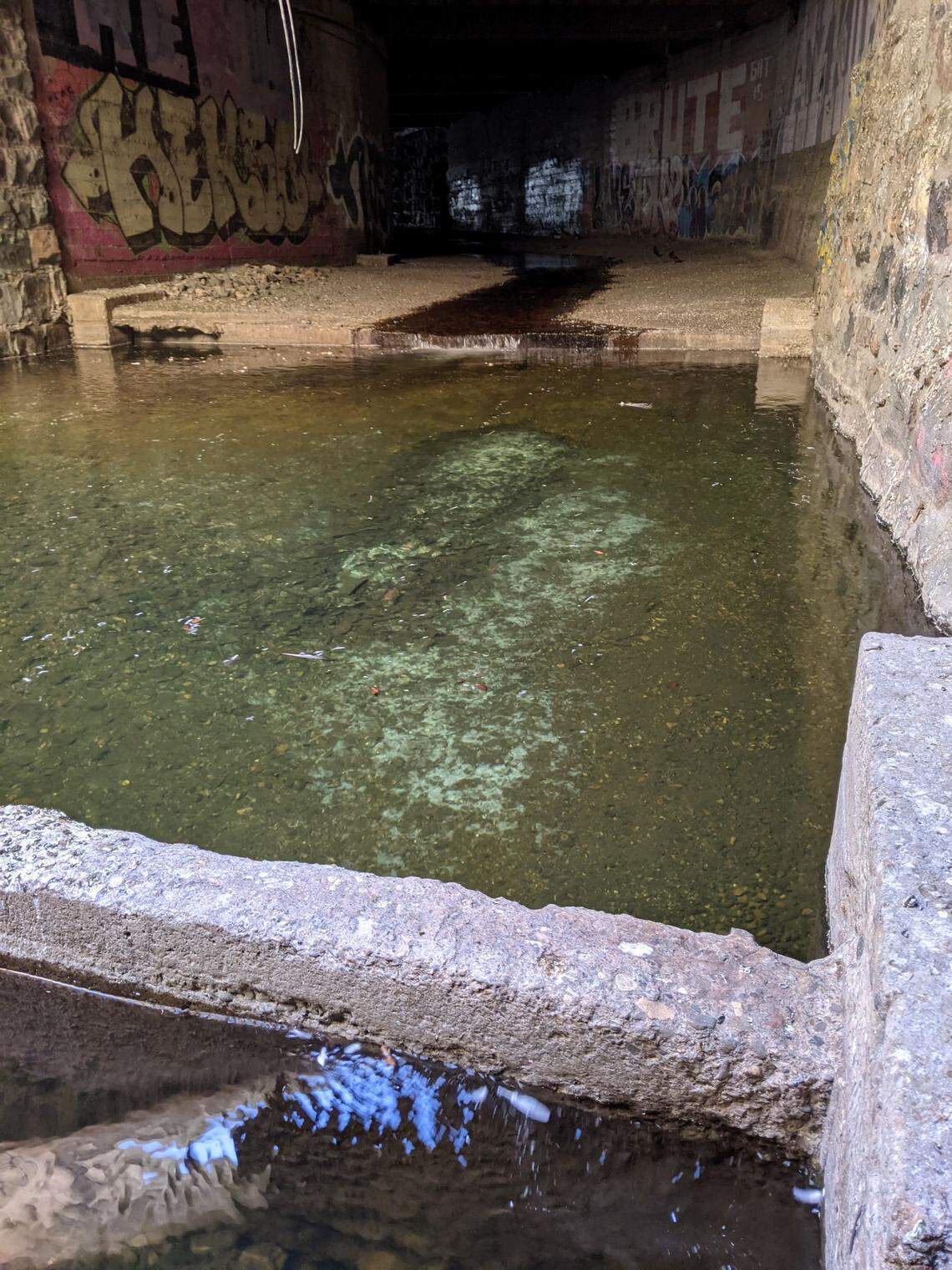 Pigeons living in the tunnel below downtown San Luis Obispo dropped feces in the creek, contributing to unsafe bacteria levels in the water. In May 2022, a strip of bacteria grew on the cement floor of the tunnel under a prime pigeon roosting spot.