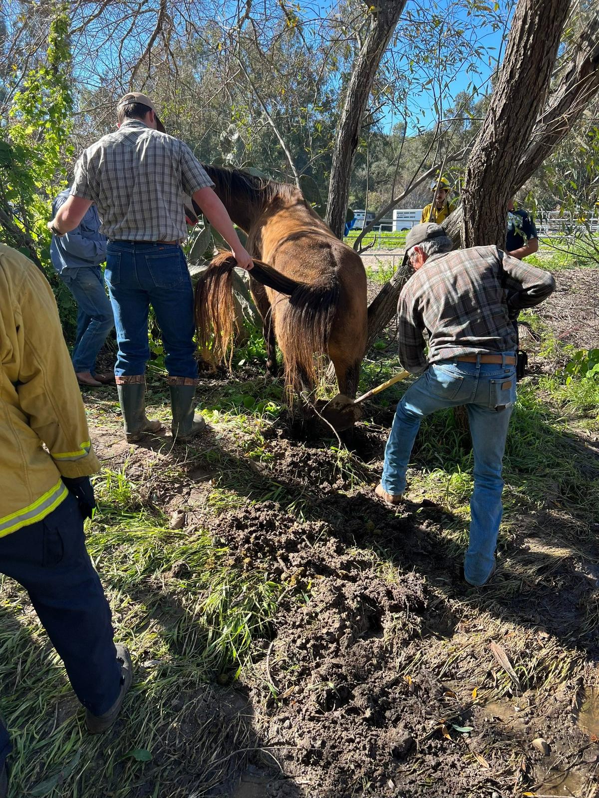 Cal Fire officers rescued a horse after it got stuck in the mud on Wednesday, Jan. 25, 2023.