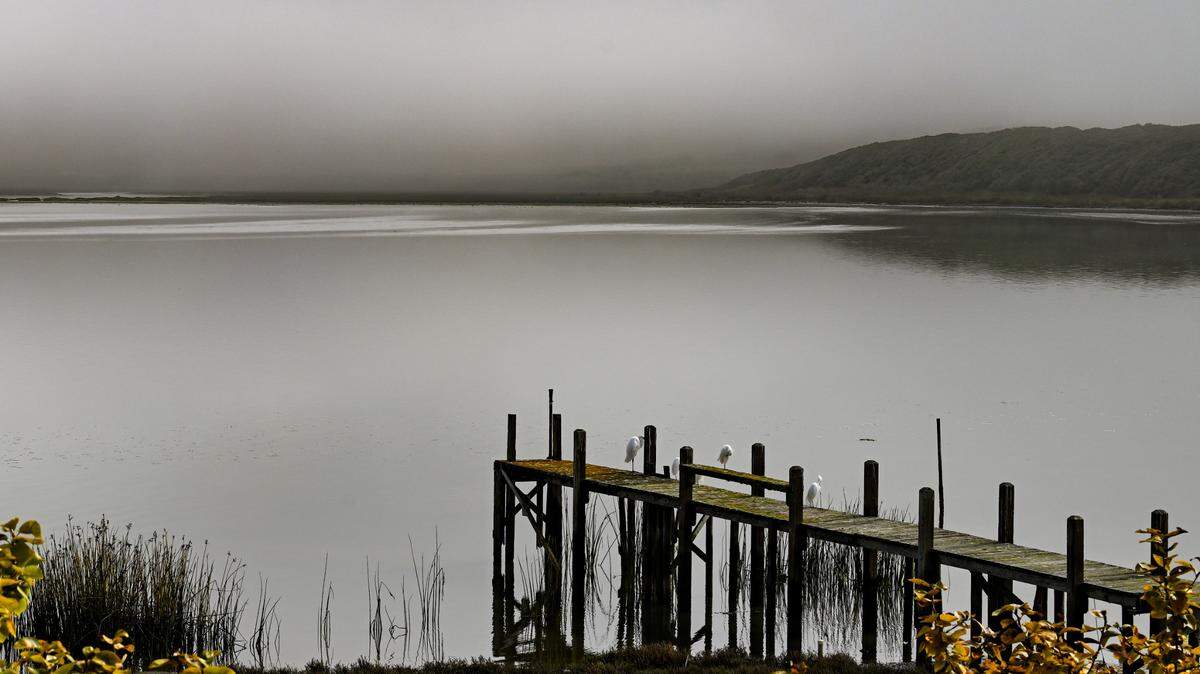 Fog hangs over the Morro Bay Estuary while egrets rest on a dock.