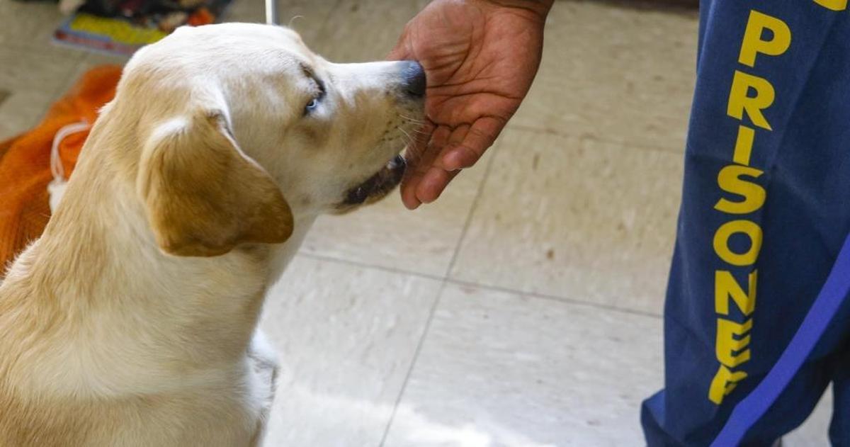 A new program at California Men’s Colony teaches inmates to train dogs for service to vets and first responders with PTSD. Inmate Chris Woodard gives a treat to Quinn, a yellow Labrador.