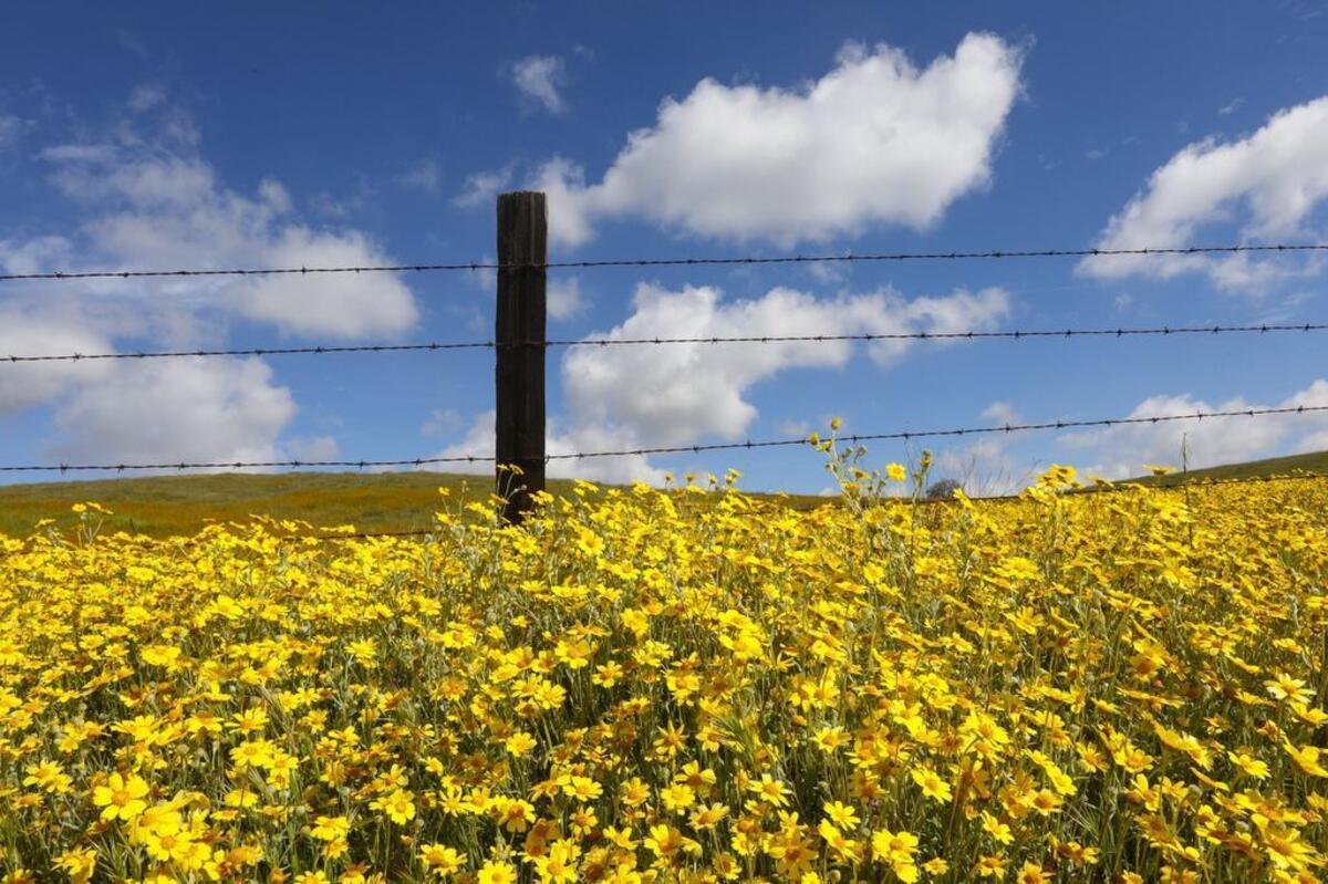 MARCH: Wildflowers seem to go on forever along Highway 58 from Shell Creek Road to California Valley.