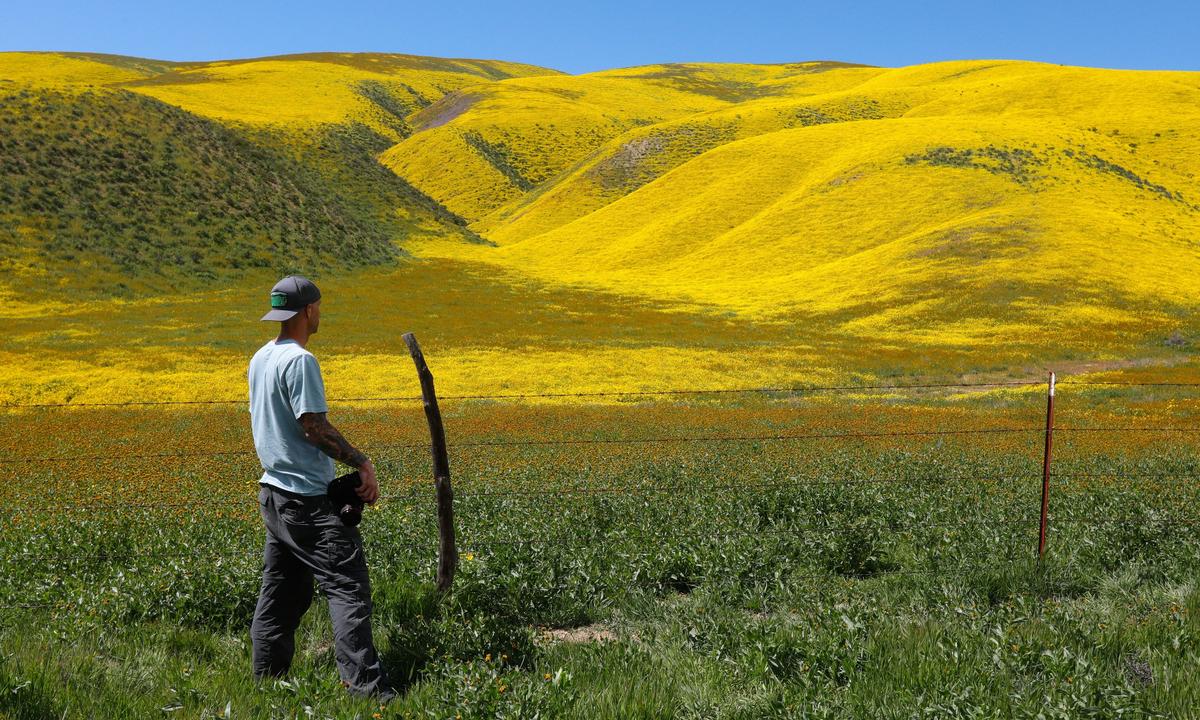 Photographer Luke Tyree stops to gaze at Temblor Range hillside along Highway 58. California Valley and the Carrizo Plain National Monument is in full bloom along Soda Lake Road, and there are plenty of places to view the wildflowers along Highway 58, as well.