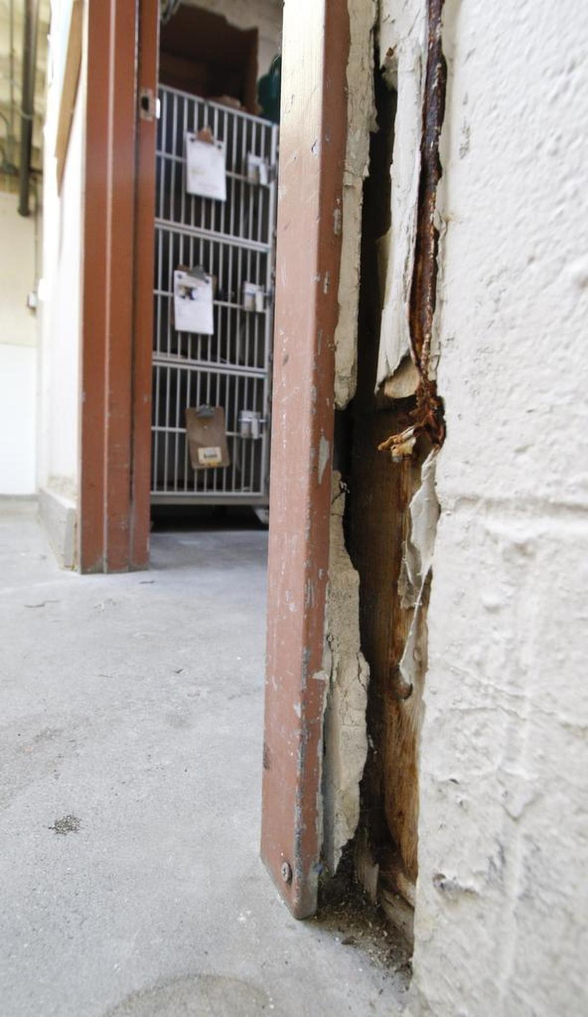The county animal shelter, built in the 1970s on an old Camp San Luis Obispo landfill is showing its age. Rotting door frames in a 2015 photo.