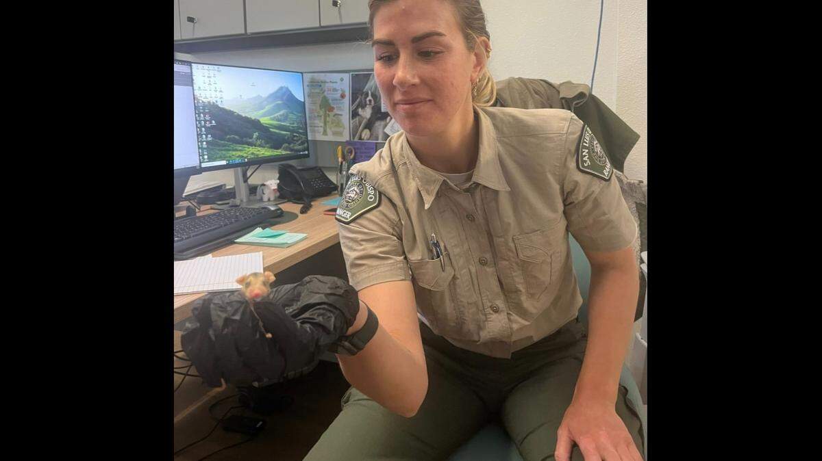 Two San Luis Obispo City staff members rescued baby opossums found near the Parks and Recreation office in July 2023.