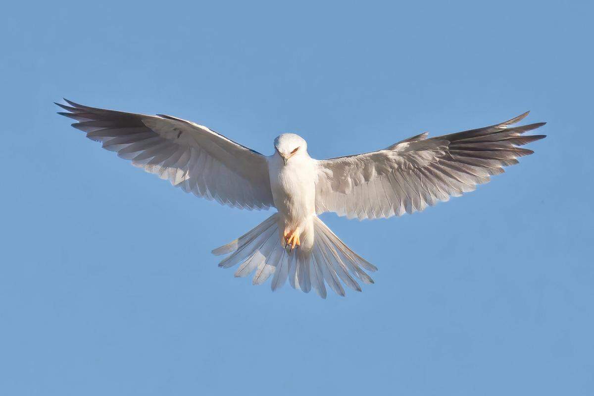 A white-tailed kite soars across the sky, surveying the land.