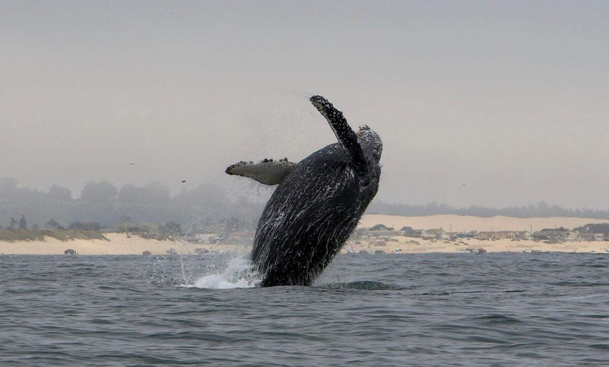 A humpback whale breaches off Pismo Beach on Friday, July 12, 2024.