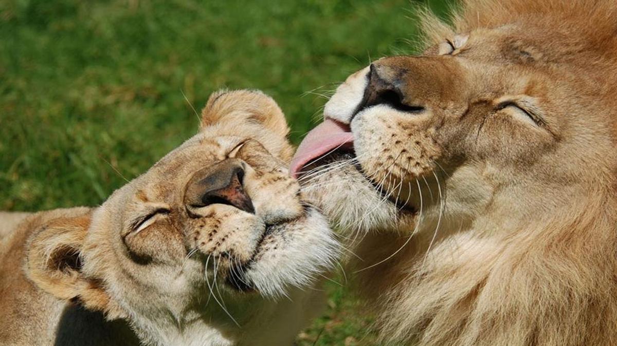 Gingerbread, left, an African lioness that lived at the Santa Barbara Zoo, and Chadwick. Gingerbread, who was 18 years old, was euthanized Friday after being ill for some time.