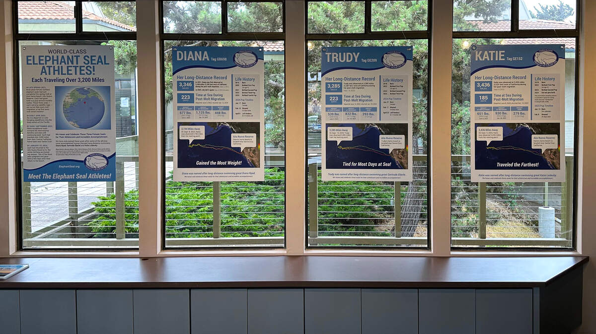 The Friends of the Elephant Seal Visitor Center exhibit displays the routes three well-traveled seal athletes took and their performance stats.