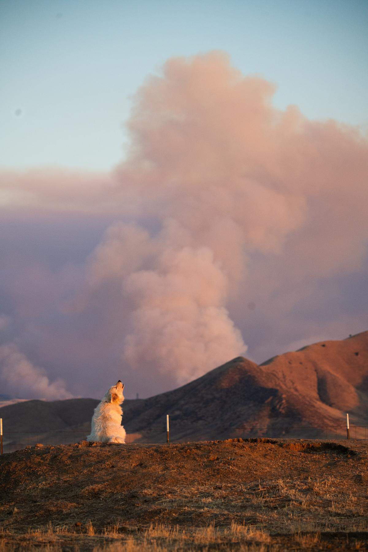A dog howls in California Valley as smoke from the nearby Madre Fire rises over the hills on July 2, 2025.