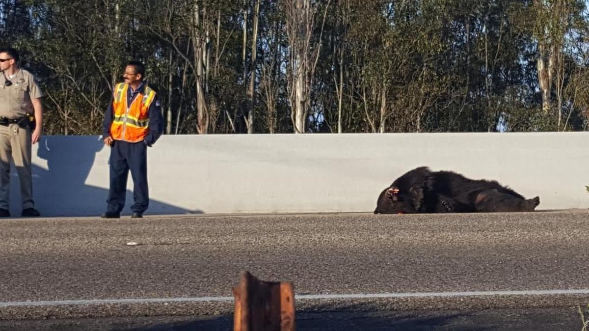 A large black bear was struck by a big-rig and killed on Monday on Highway 101 in Goleta.