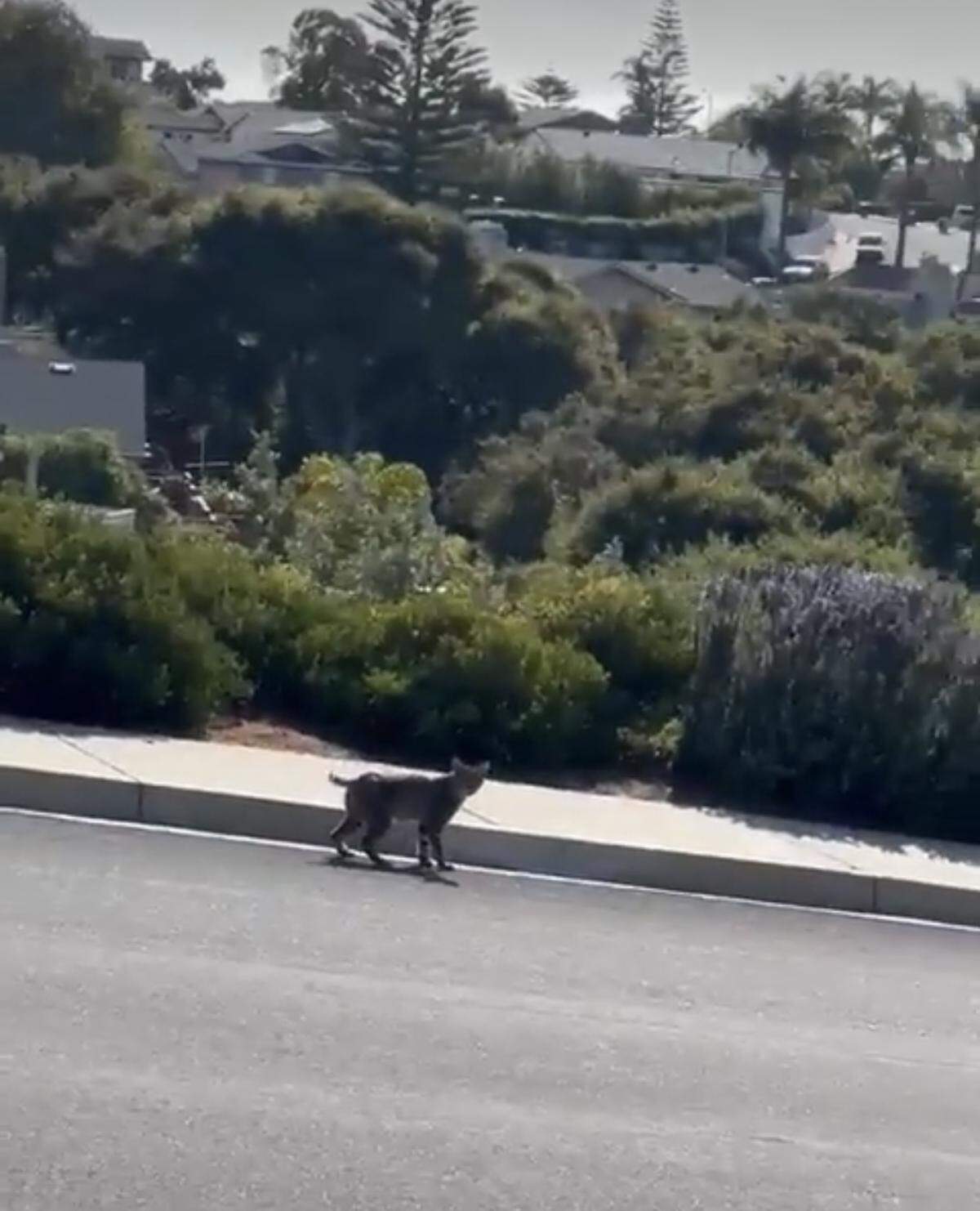 A bobcat was spotted in Pismo Beach in March 2024.