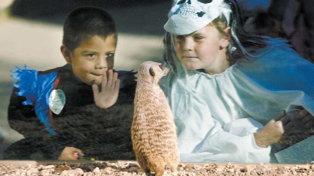Vincent Avila, 4, and Nathan Calkins, 10, look at a meerkat at the Charles Paddock Zoo in Atascadero during Zoo Boo. The event returns to the zoo on Saturday.