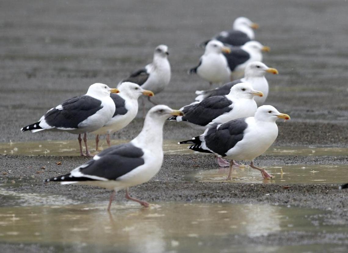 Seagulls hang out in the parking lot next to Morro Rock as rain puddles during a 2015 storm.