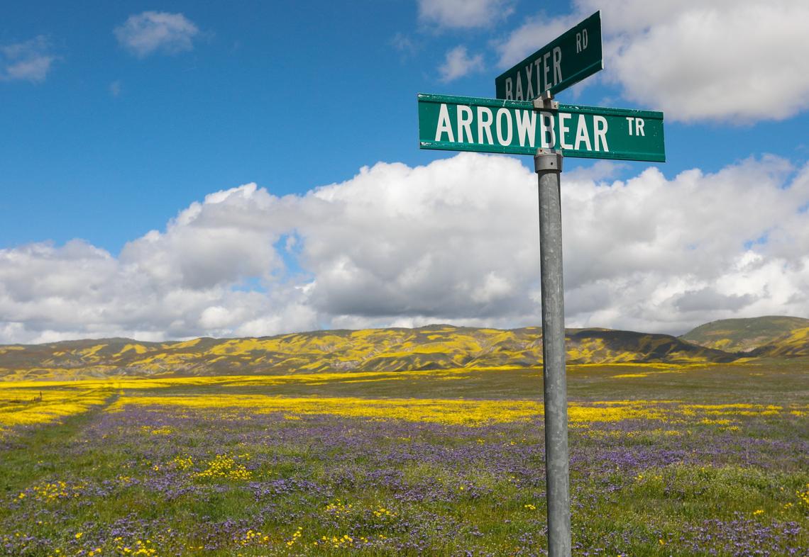 Some of the paper roads in California Valley, such as Baxter Road, have more flowers than tire tracks. The Carrizo Plain National Monument is in full bloom along Soda Lake Road, and there are plenty of places to view the wildflowers along Highway 58, as well.