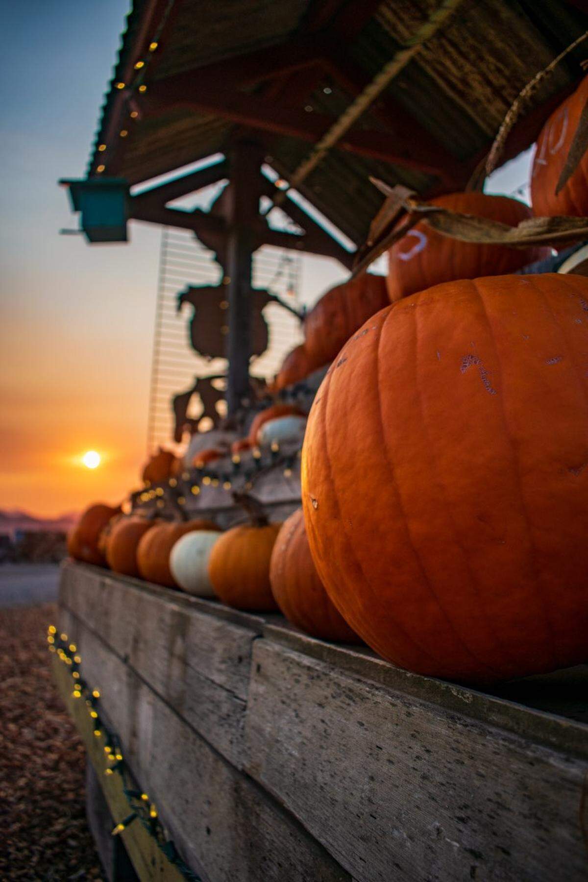 Pumpkins on the Sunny Acres site on Los Osos Road in San Luis Obispo. The county filed a lawsuit against Dan DeVaul and the nonprofit Sunny Acres organization.