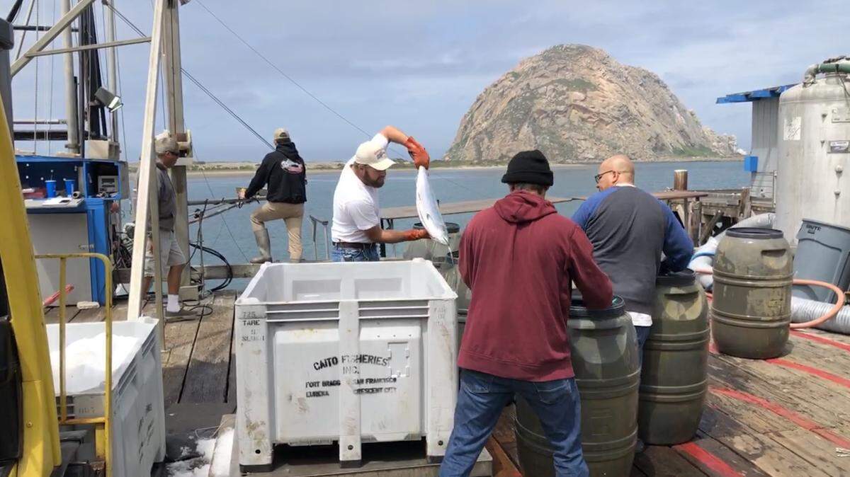 Salmon are unloaded in Morro Bay in 2019. Giovanni’s Fish Market to host a dock sale on Sunday.