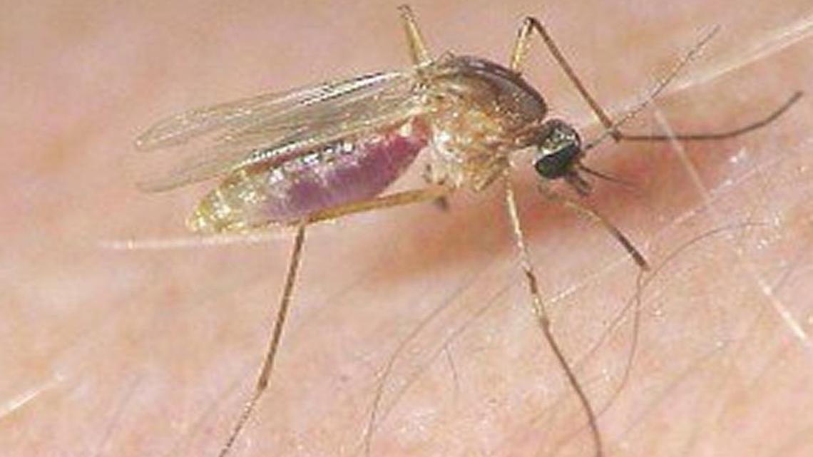 2 SLO County residents infected with West Nile virus, including first case contracted here