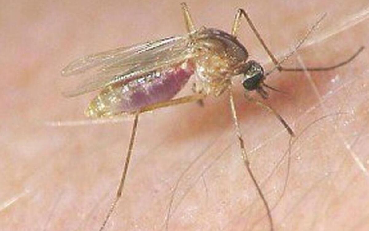 West Nile virus is transmitted by mosquito bites.