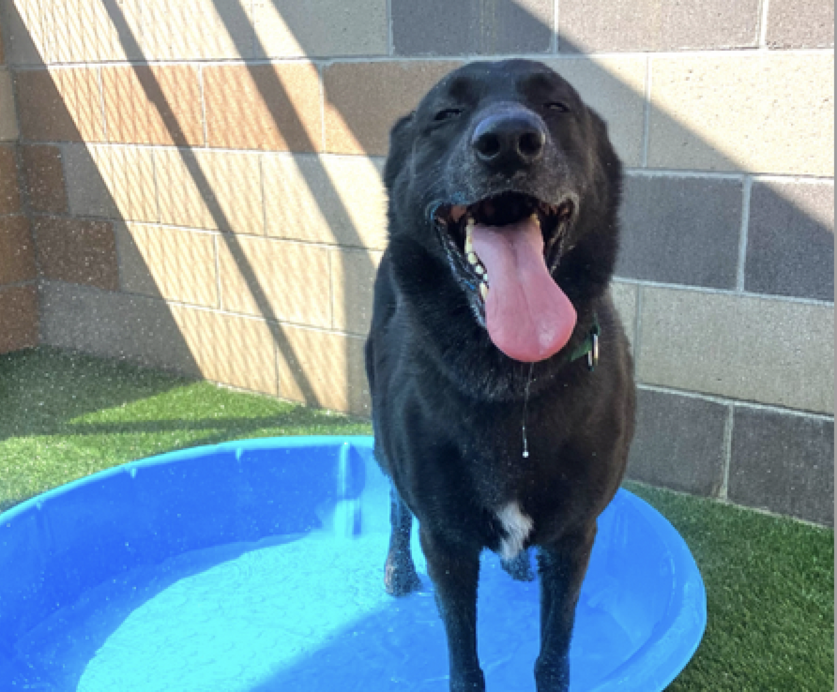 Ranger is a charming 6-year-old German shepherd in need of a forever family. He is available for adoption at the San Luis Obispo County Animal Services shelter.