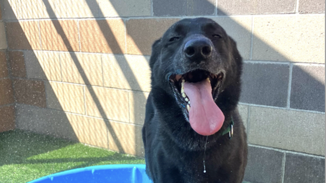 Ranger the German shepherd is an affectionate ‘fetch fanatic’ looking for a forever family