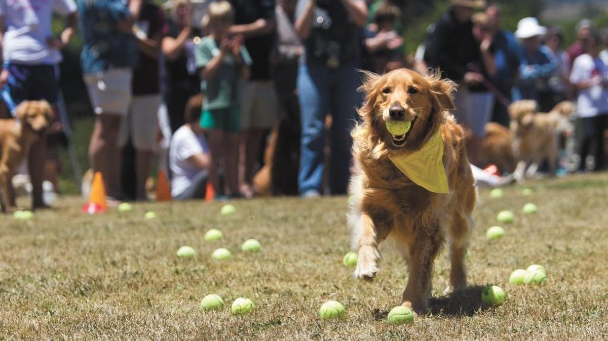 Murphy, a 4-year-old golden retriever, returns a ball during the 2012 Goldens in the Park at Laguna Lake. The event returns from 10 a.m. to 3 p.m. on Saturday.