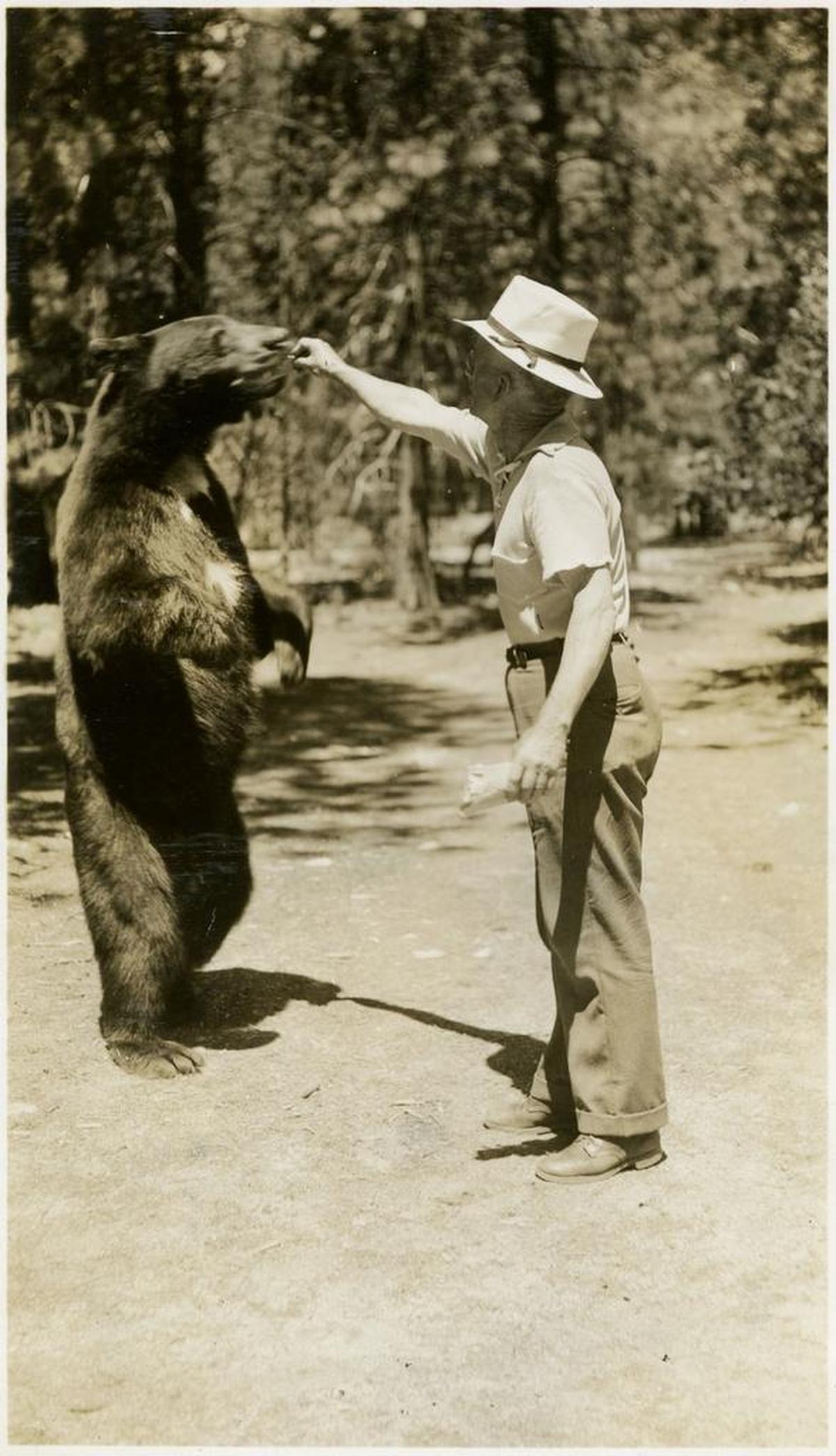 William McCarthy feeds a bear during a visit to Yosemite National Park in 1935.