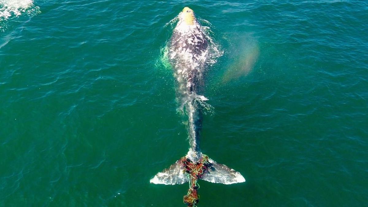 A gray whale was spotted earlier this week entangled by a net. The whale is believed to be migrating north to the Central Coast. Anyone who spots it is asked to call the National Oceanic and Atmospheric Administration at 877-767-9425.