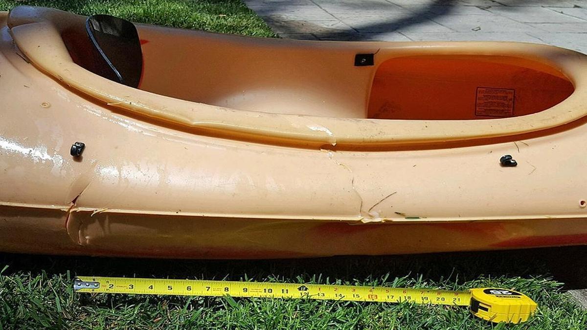 A great white shark attacked a kayak Thursday, July 20, 2017, near Stearns Wharf, prompting a shark advisory for Santa Barbara beaches.
