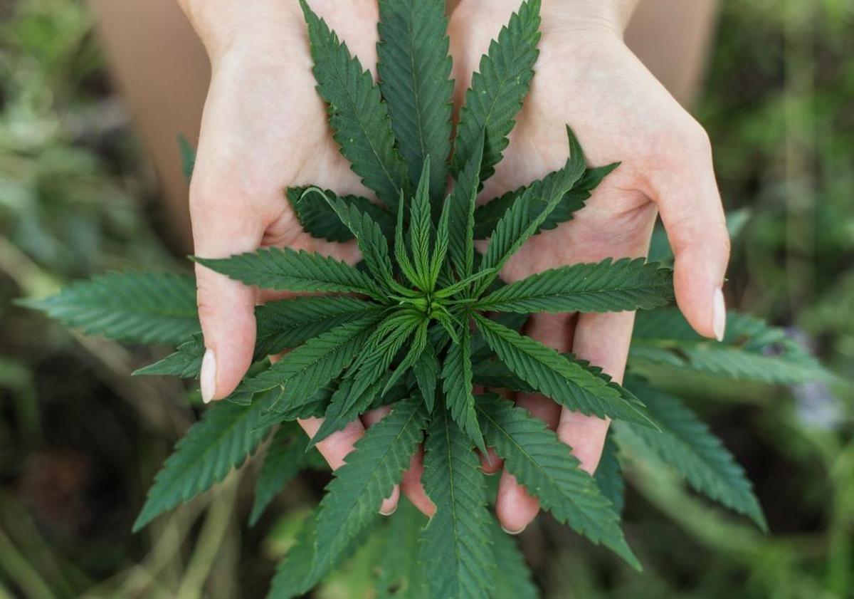 Investigators seized $1 million in allegedly illegal cannabis and cannabis products at a cultivation site near Lompoc.