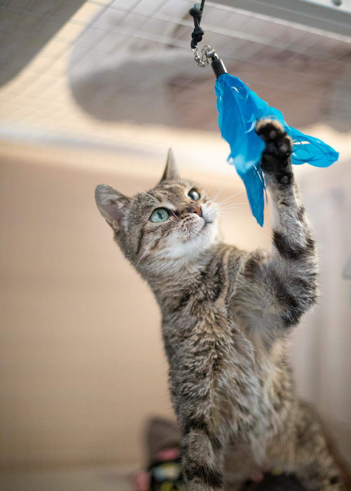 The Cal Poly Cat Program has faced impacts from high demand for services, a pinched budget and lower demand for adoptions as the pandemic restrictions have lifted. A cat toys with play equipment here.