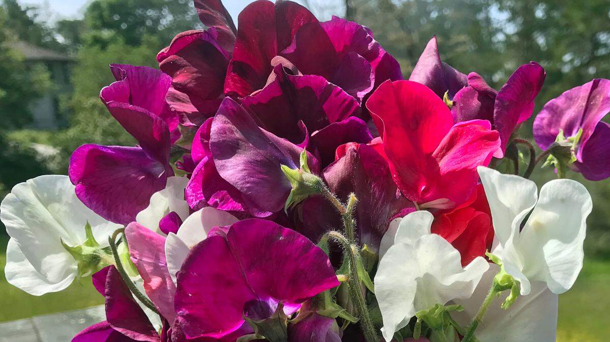 This bouquet of sweet peas serves as a reminder for Tribune columnist Kathe Tanner to stop and savor life’s fleeting beauty.