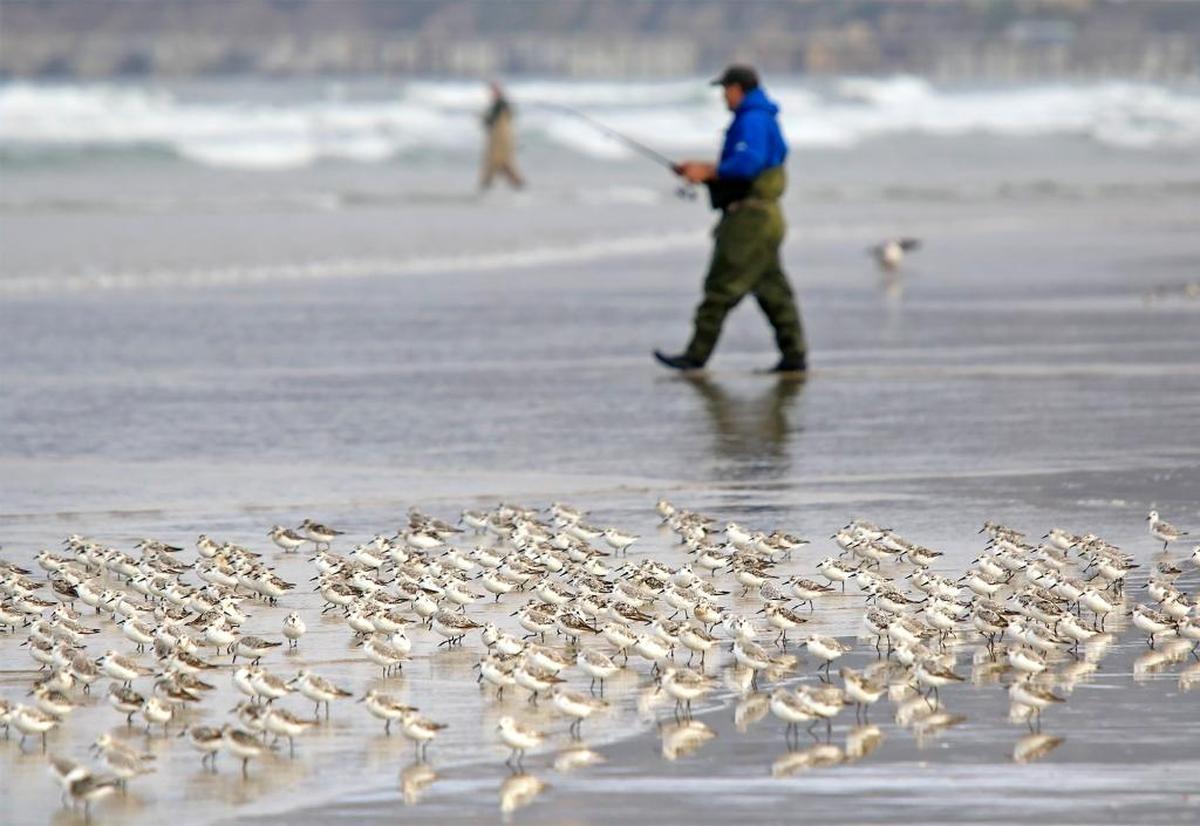 Sanderlings hang along the water’s edge as people fish in the waves beyond between Grand Avenue and Pier Avenue ramps at Oceano Dunes SVRA, seen here in 2018.