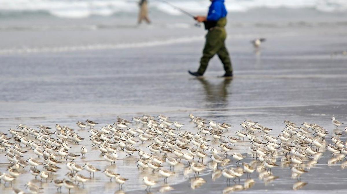 Sanderlings hang along the water’s edge as people fish in the waves beyond between Grand Avenue and Pier Avenue ramps at Oceano Dunes SVRA, seen here in 2018.