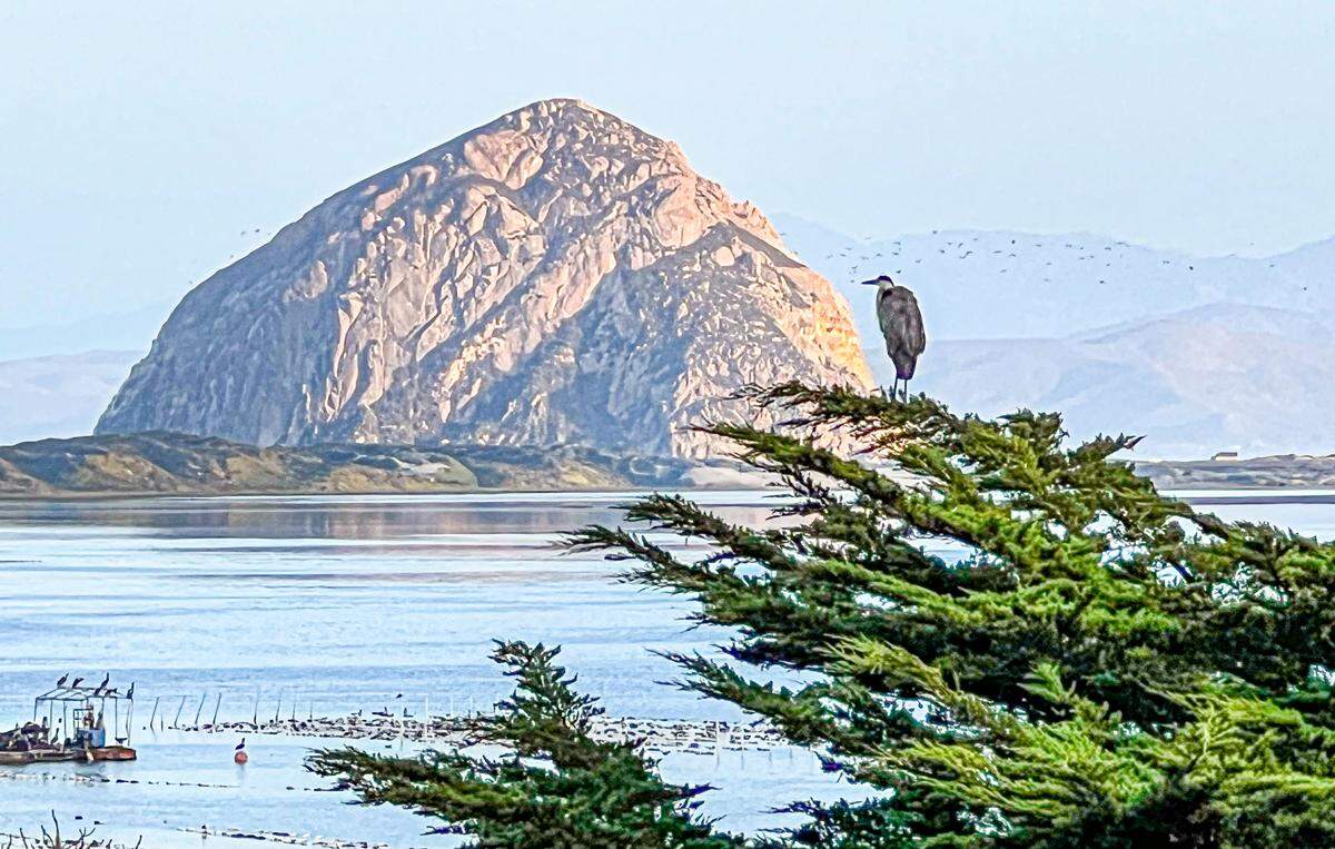 A great blue heron roosts in a tree overlooking the Morro Bay Estuary.