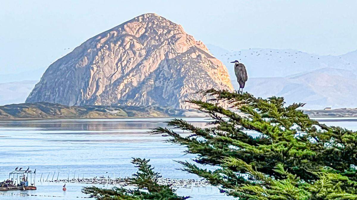 A great blue heron roosts in a tree overlooking the Morro Bay Estuary.