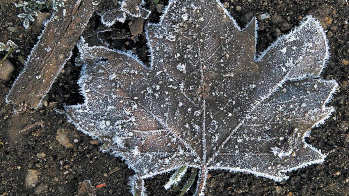 A frost covered leaf on the icy cold ground in Atascadero in 2013. This weekend, the North County is forecast to get below-freezing overnight temperatures.