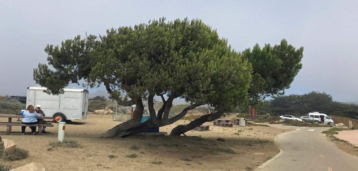 A large evergreen tree anchors the current picnic area of the bayfront Coleman Park in Morro Bay. California State Parks approved a $600,000 grant on Monday, Aug. 22, 2022, to help upgrade amenities in the park.