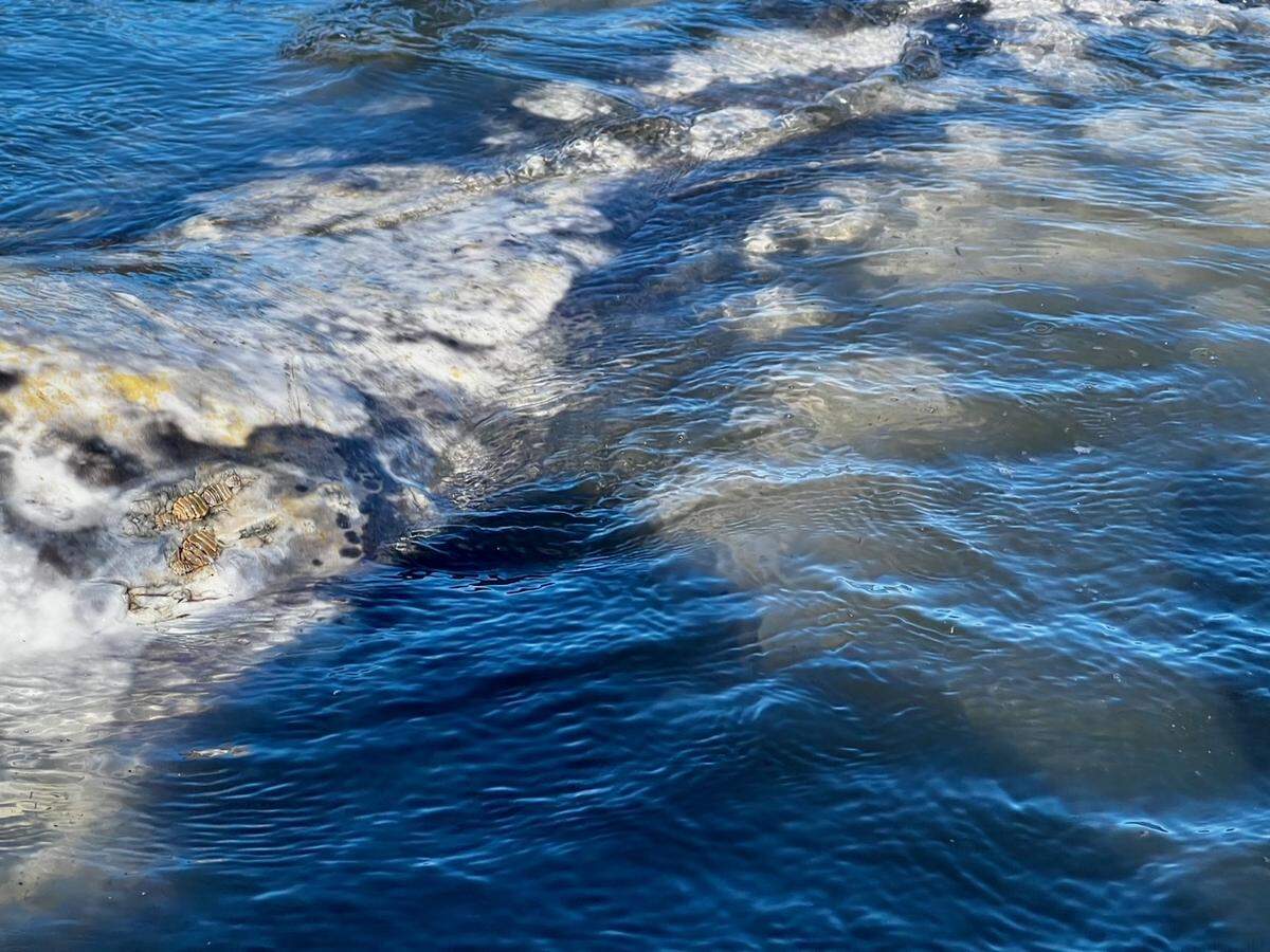 A gray whale swims in the Morro Bay Harbor on Thursday, March 14, 2024. The whale has been been spotted in the harbor for the last few days.