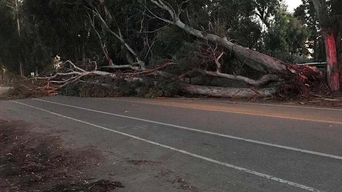 A large tree fell across South Fourth Street in Grover Beach on Monday, Oct. 31, 2016.