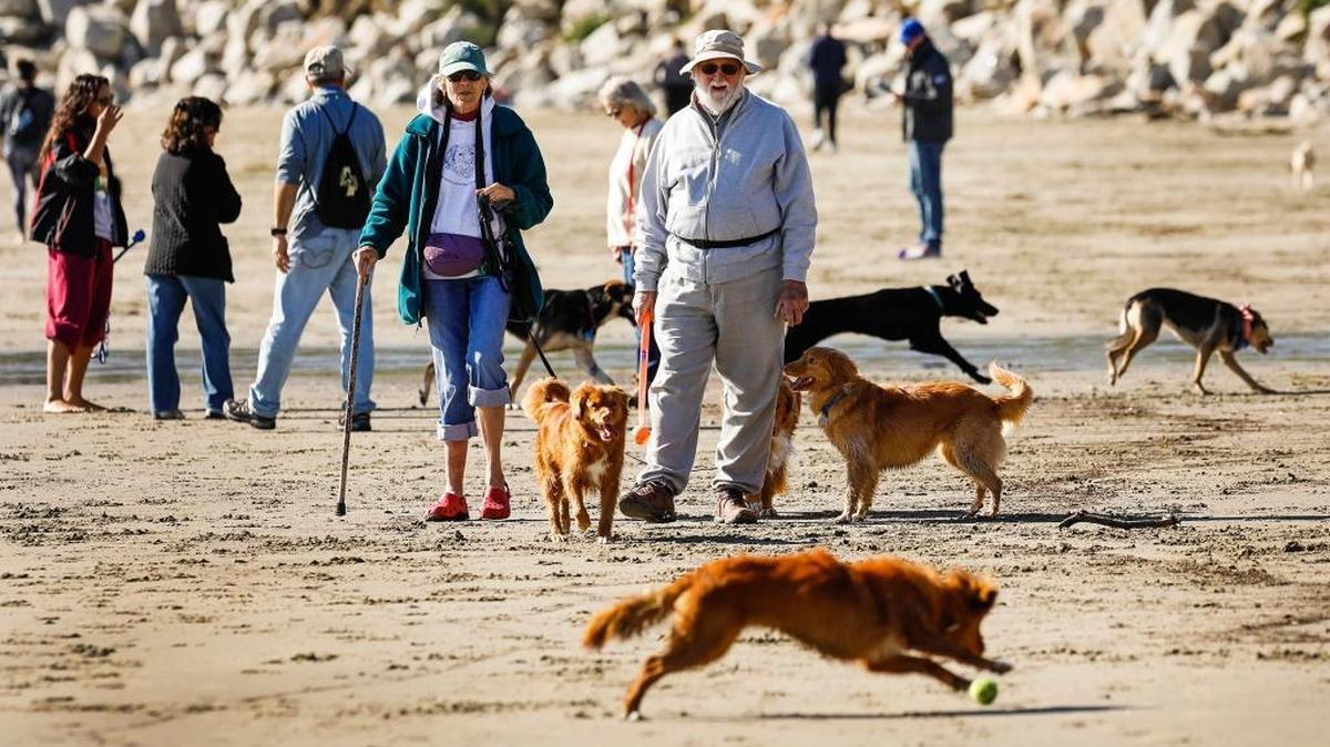 John and Carolyn Claudy, center, of Arroyo Grande, walk their dogs along with a pack of other dog owners Fridin January at Olde Port Beach in Port San Luis.
