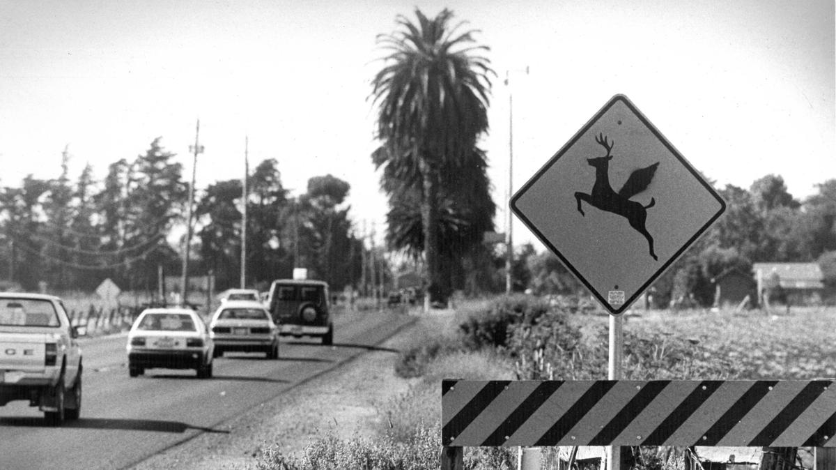 A deer crossing sign on Los Osos Valley Road near Auto Park Way cautions motorists to watch for strange winged creatures. But the area isn’t really a training center for Pegasus impersonaters — the wing was apparently added by someone with a sense of humor.