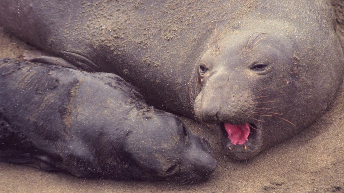A mother seal barks instructions to her pup. Elephant seals were becoming a tourist attraction in 1996. One seal pup was born on the beach at Piedras Blancas in 1992, more than 5,800 were born in the 2018 season. David Middlecamp 1-27-1996